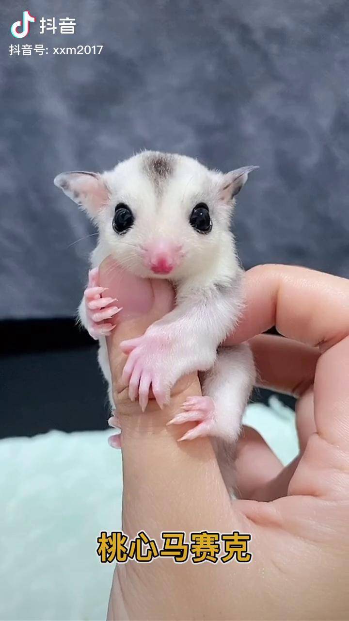 快看看有没有你家的小可爱大家都认识几种颜色的蜜袋鼯