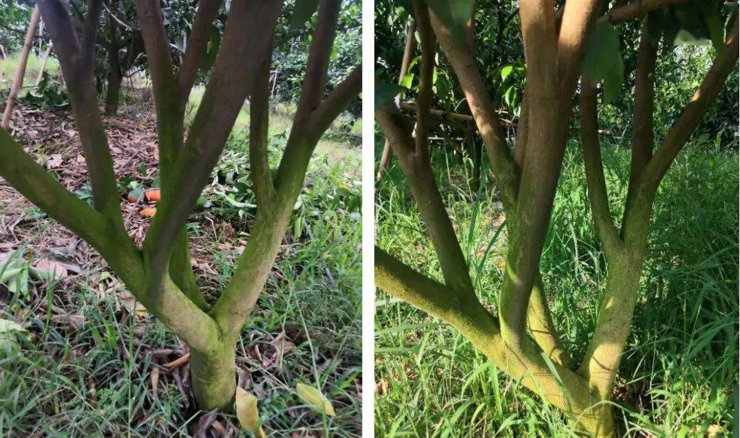 西大华特细刹:溃疡,灰霉克星,柑橘护花保梢先锋!_防治_病虫害_沃柑