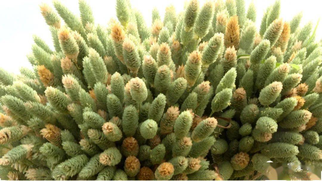 融媒宣传周共和镇宝石草成为农民群众增收致富的绿宝石