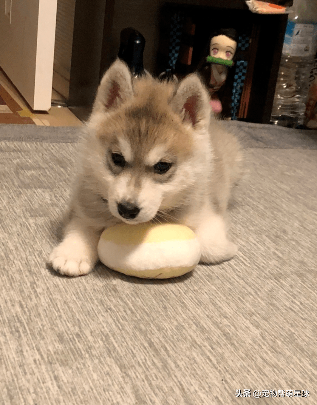 主人教小哈士奇握手，它却思绪飘远方：不如拆家快乐啊_搜狐网, image size:1063x1357