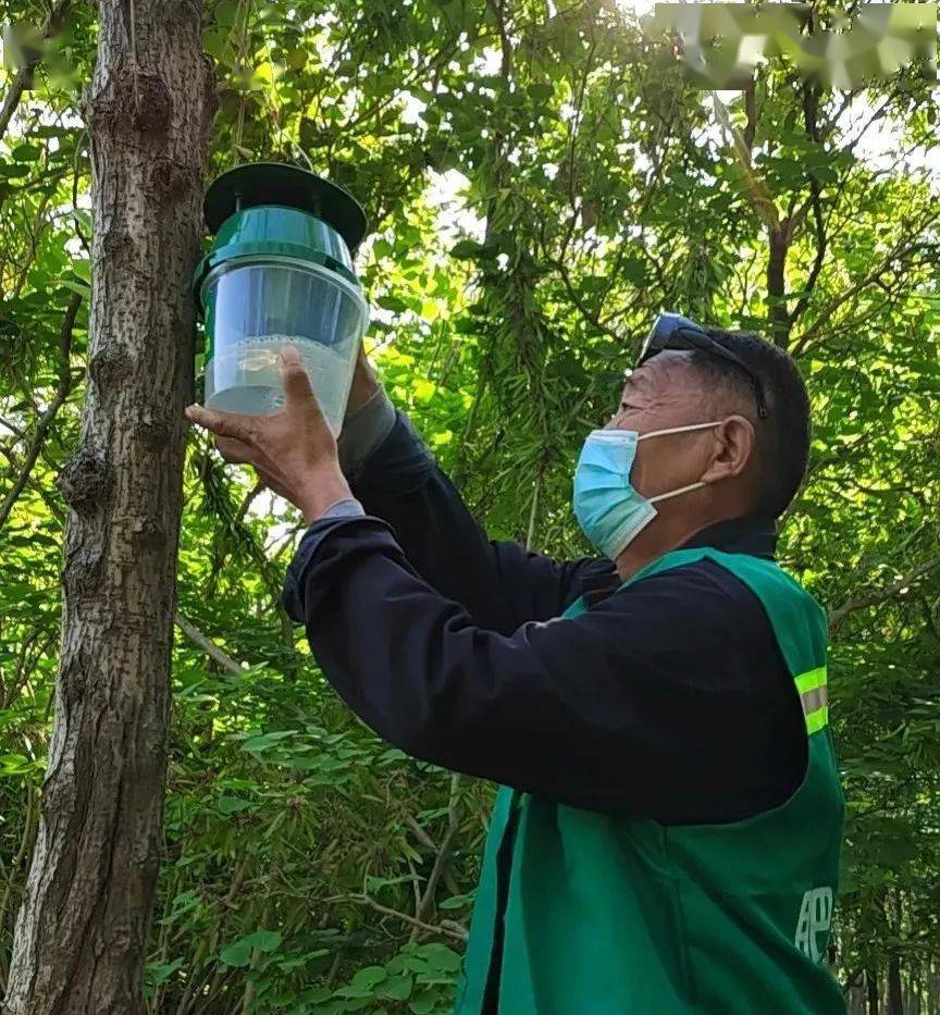 其主要危害杨树,法桐,白蜡,樱花,海棠等树种,严重影响树木发育,破坏