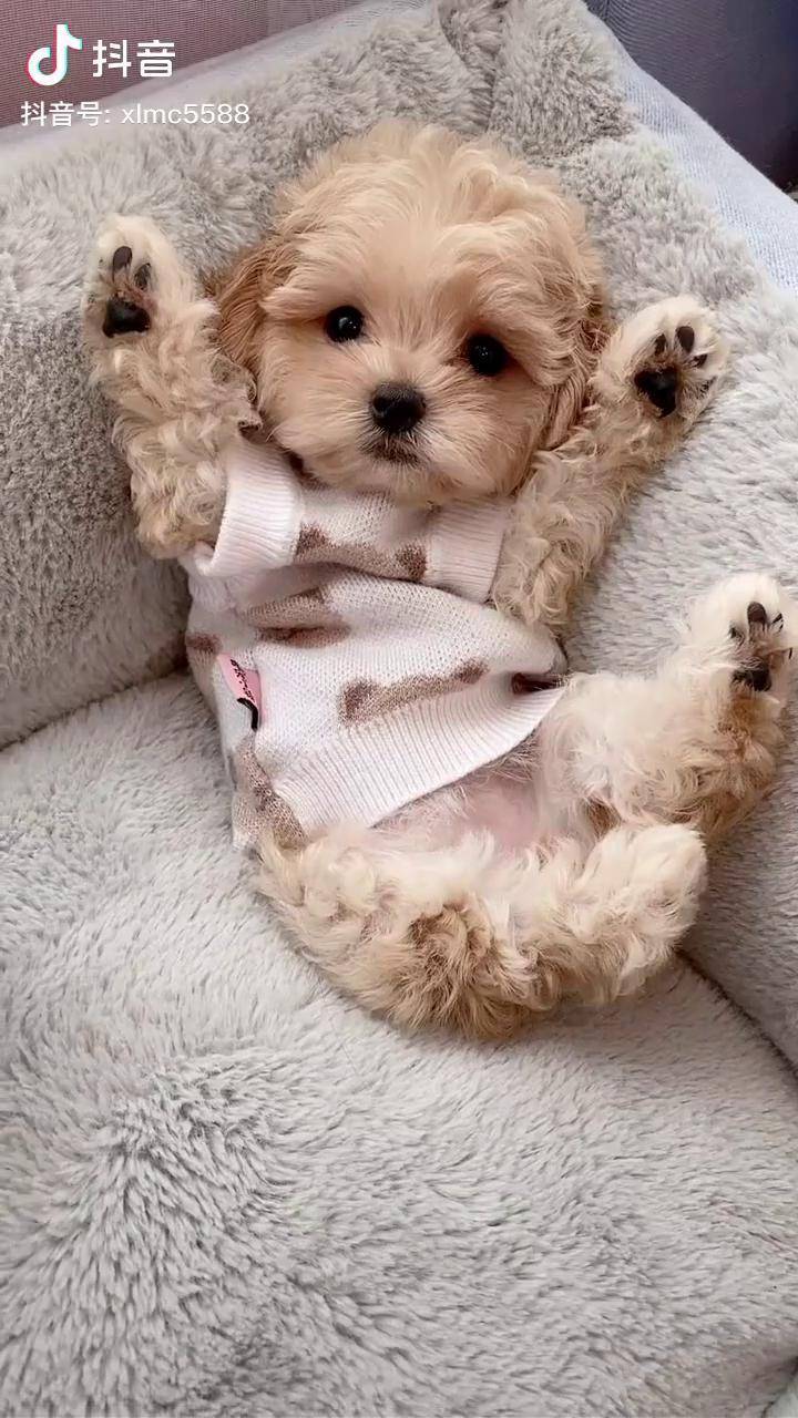 萌宠 精神小狗 马尔泰 举手投降可可爱爱_马尔泰_小狗_投降