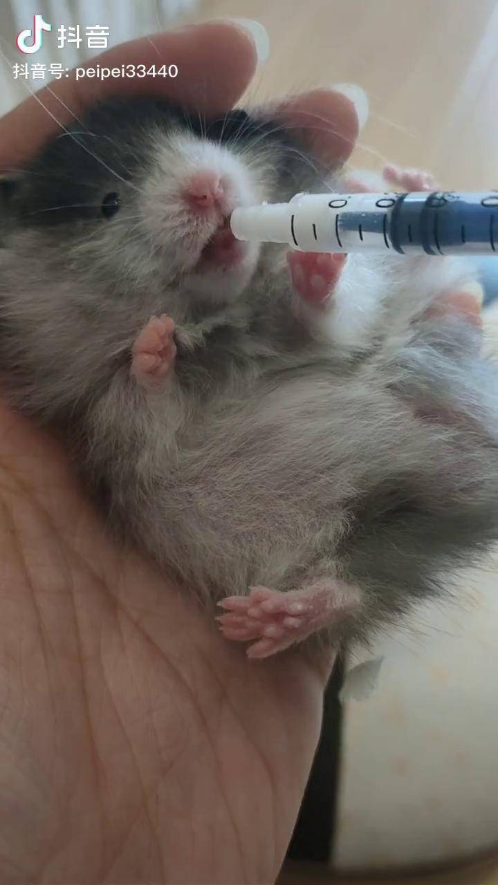 呆呆的宝宝长大后会不会也这么彪悍,喂奶还嫌你太慢 金丝熊 卷毛火波