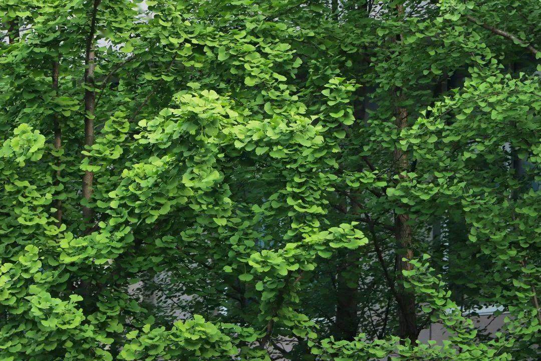 灑在綠葉上苔痕上階綠草色入簾青恍然看見青蔥歲月搖曳而來星星點點