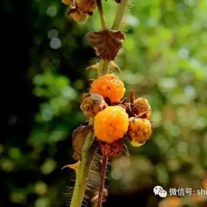 黑锁梅,黄锁梅_石林_征集_野果