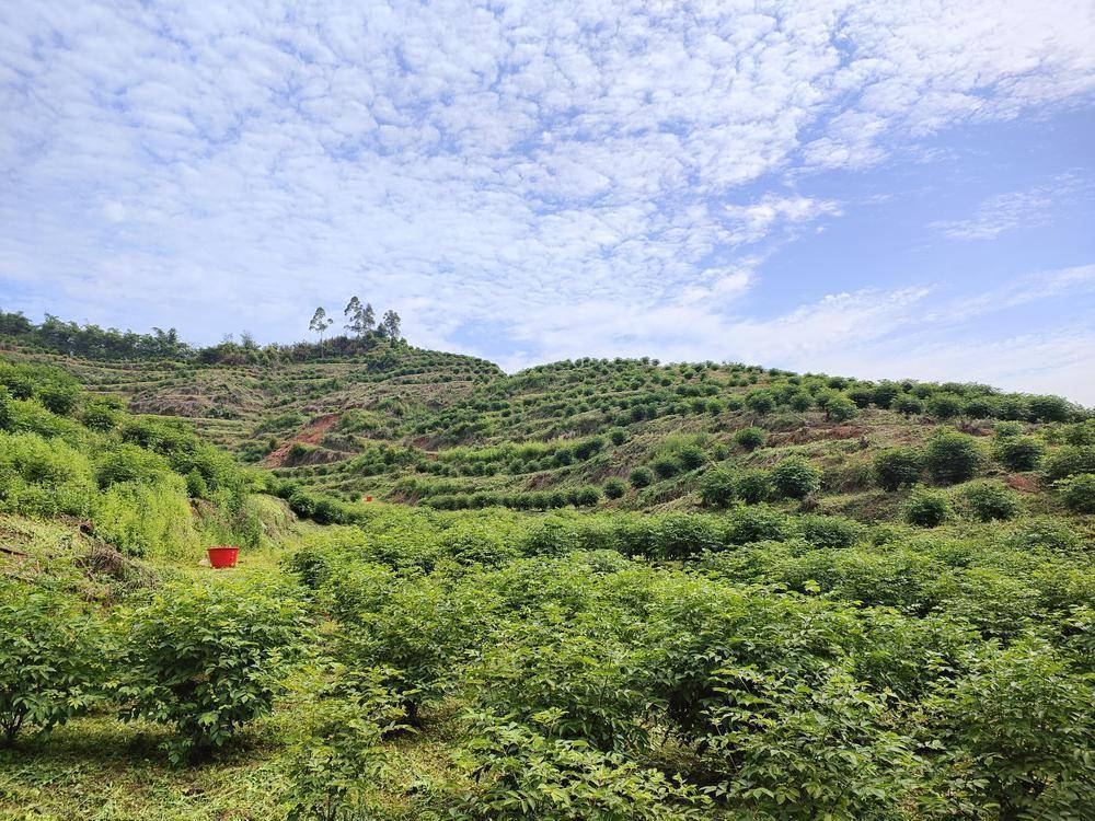 韶关始兴县太平镇中草药种植引领村民走上致富路