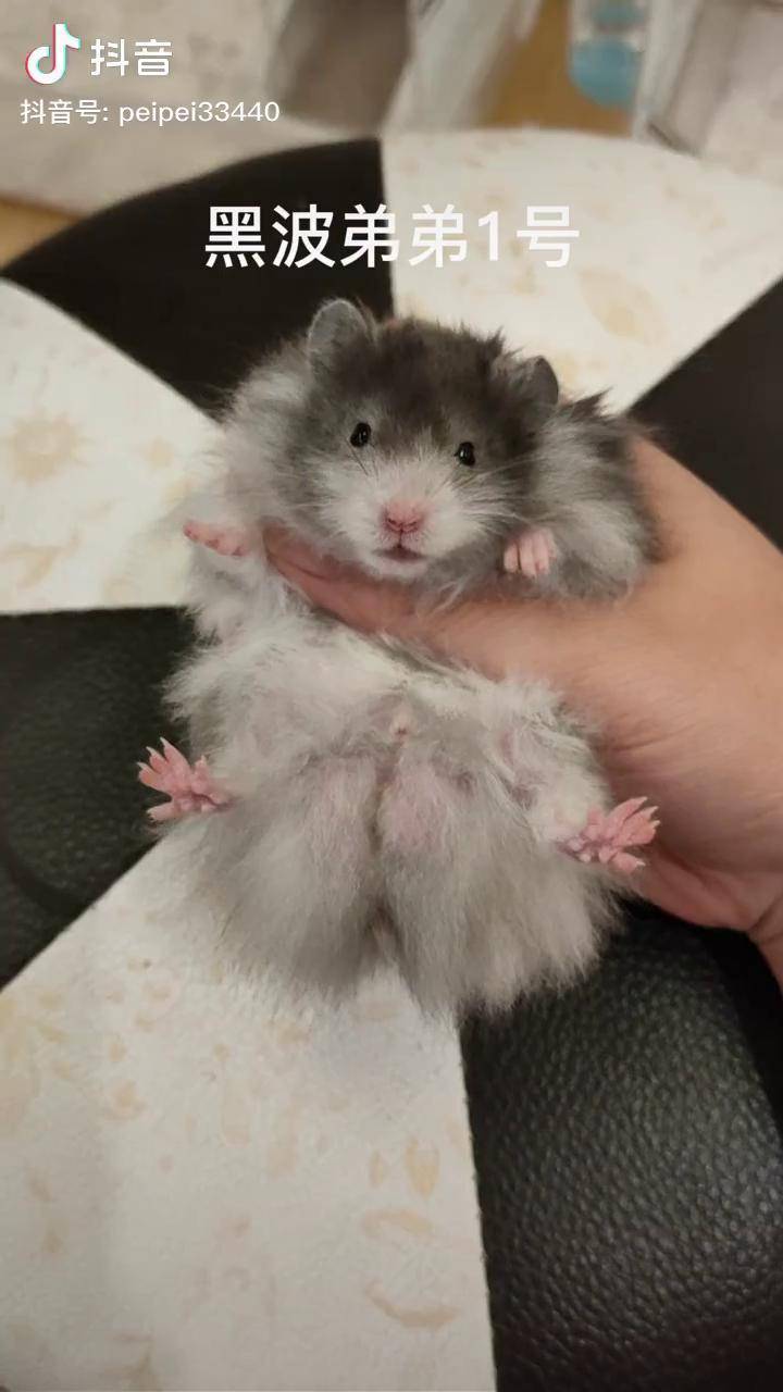 还没有家长的小朋友金丝熊火波利黑波利