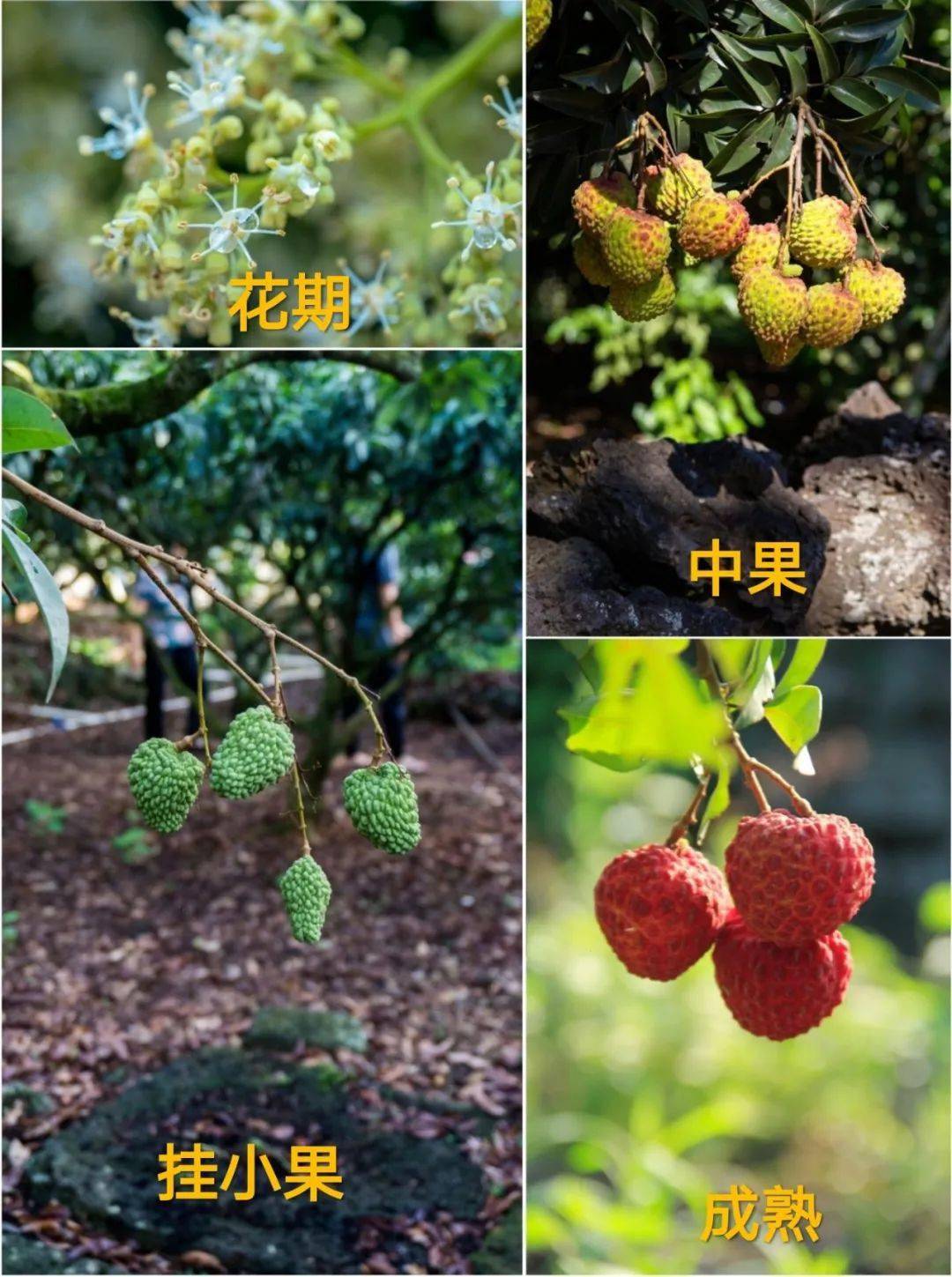 王牌荔枝申请出战颗颗鸡蛋大