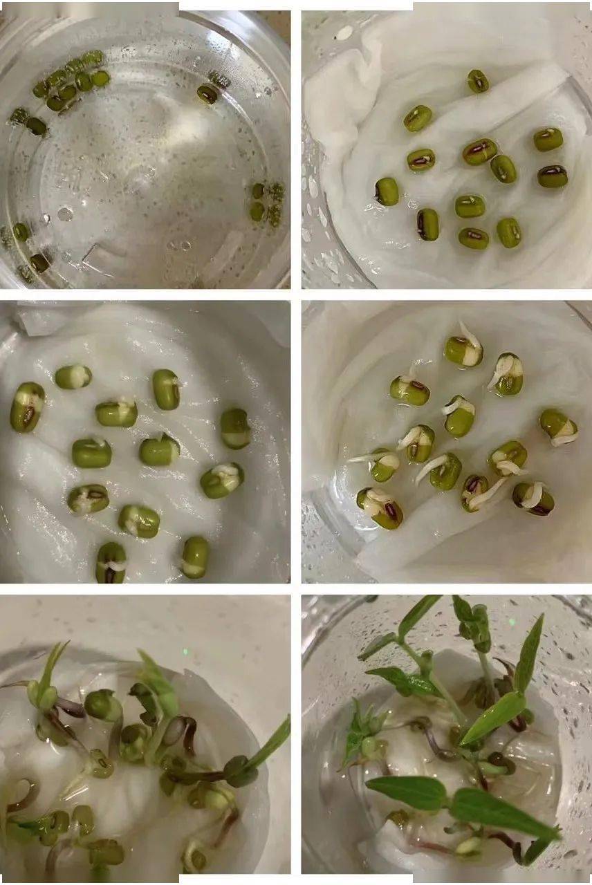 种子萌发的对照实验图片