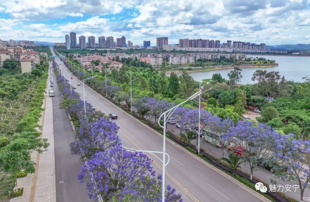 嗨朋友请收下安宁这份蓝紫色的夏日限定