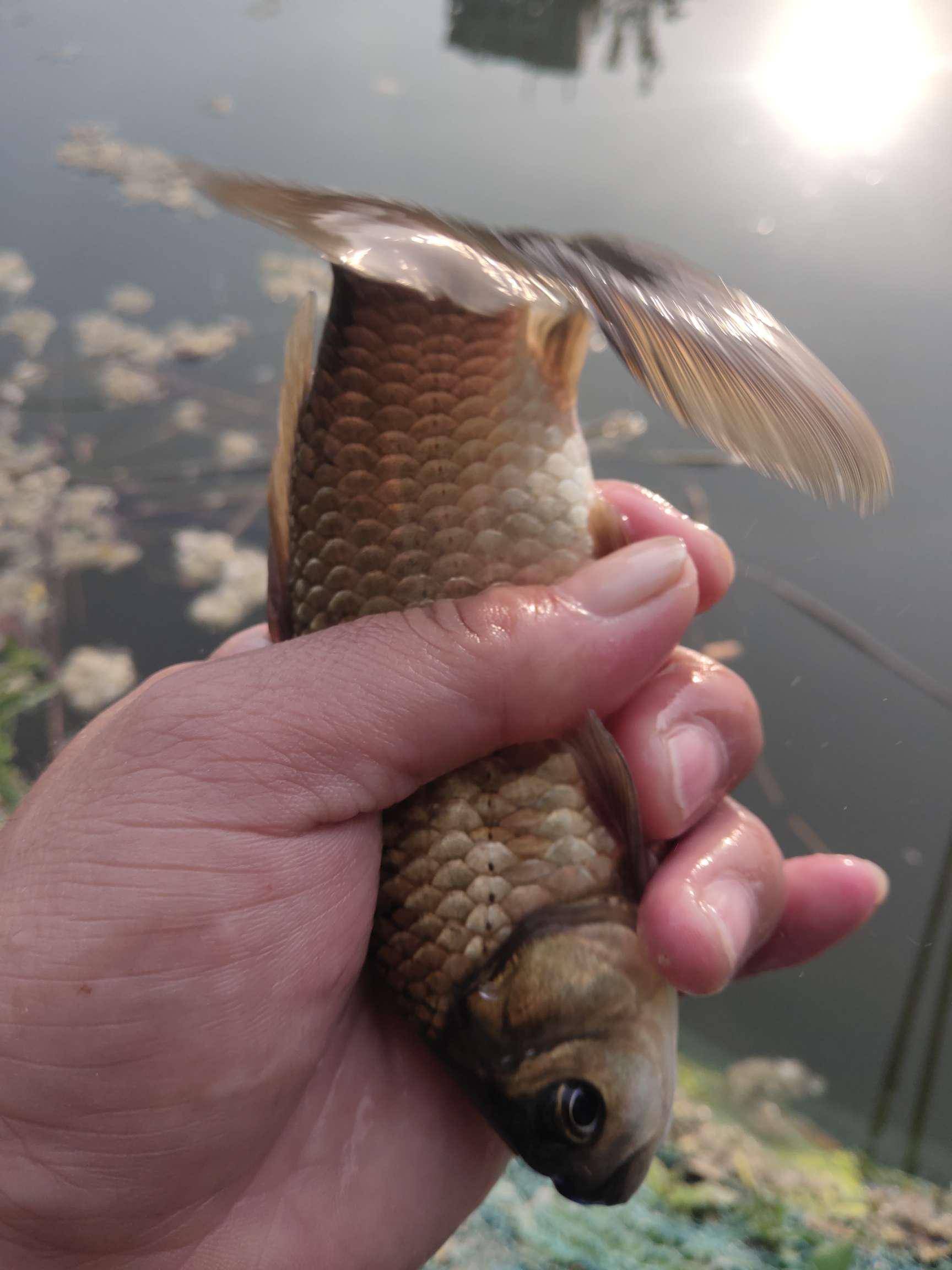 518通杀饵引来板鲫聚餐杆杆中鱼超出预期