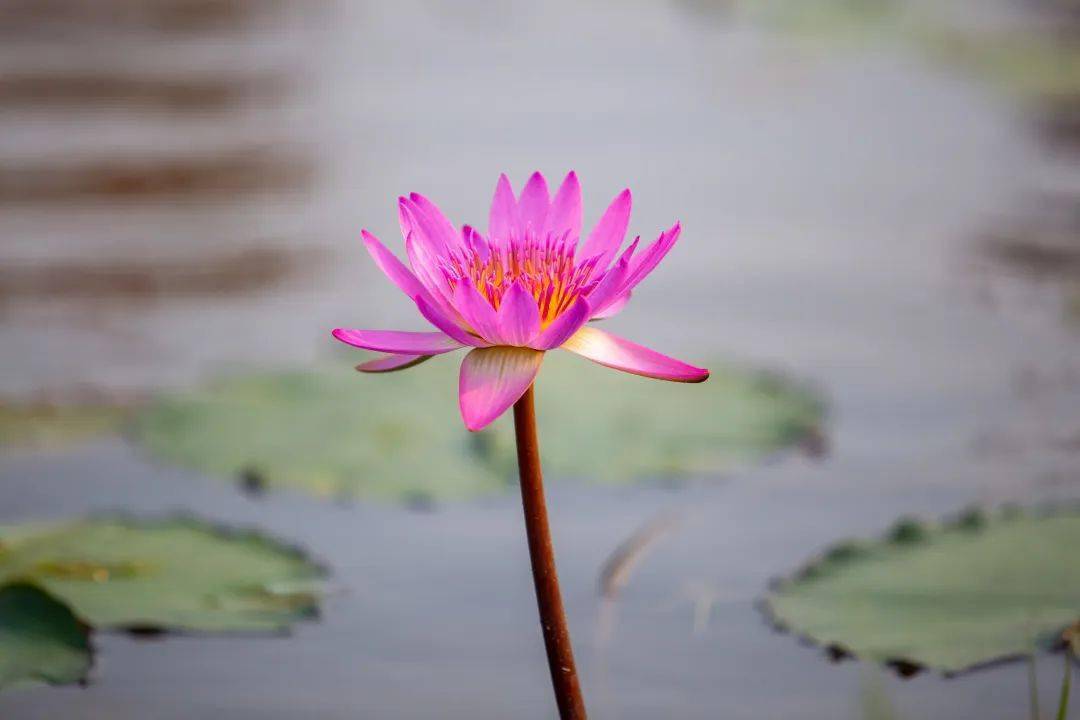 蓮藕中通外直的豪邁直爽蓮之韻,韻在於制芰荷以為衣集芙蓉以為裳的堅