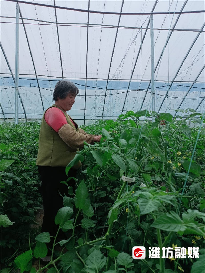 在諸城市龍都街道臥龍湖生態溼地東側,農民一直以種植小麥,玉米等農