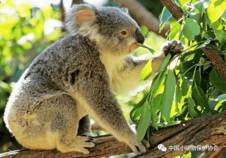 简介考拉我们是树袋熊,大家也叫我们考拉,无尾熊等等,我们是树袋熊科