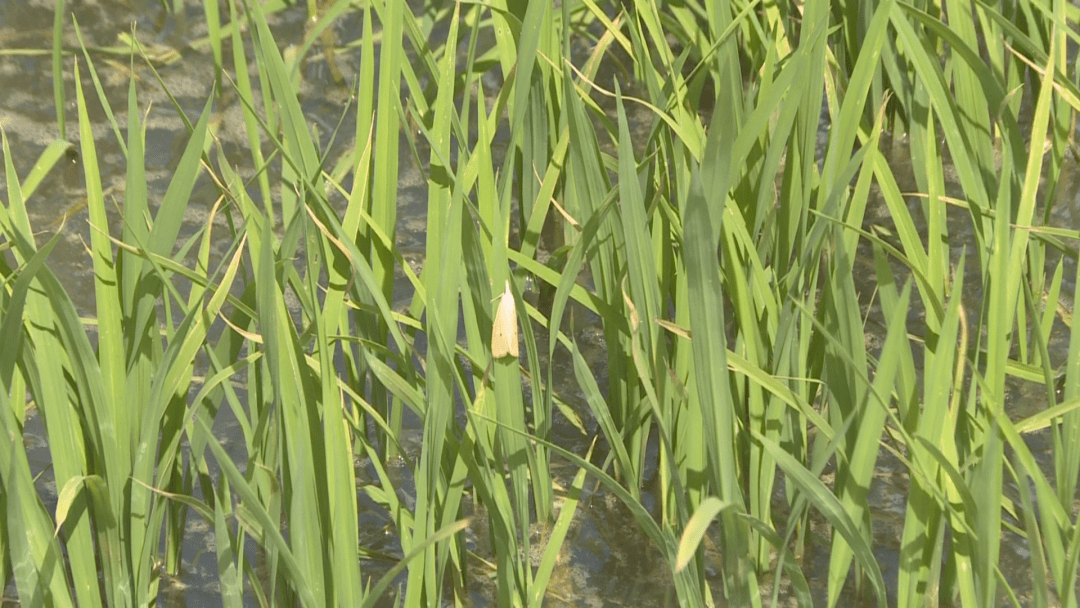 西昌：勤农事开“秧门” 夏日稻田插秧忙