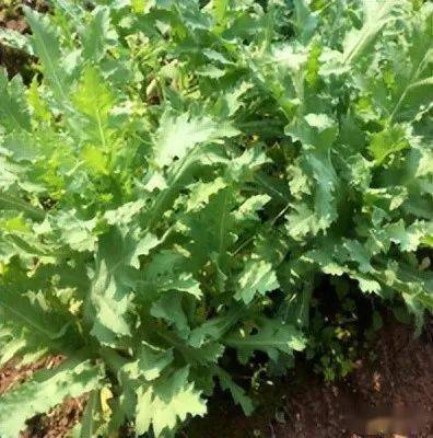 快来学习,千万不要误种了!_罂粟_种植_毒品