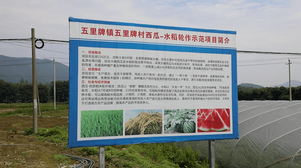 吃瓜喽永州首批西瓜上市