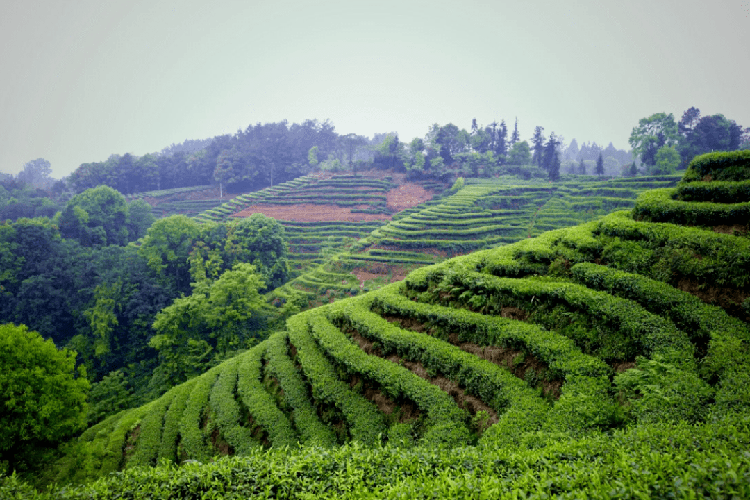 只见茶山上一排的茶树像梯田一样,一层层的排列在山上,嫩嫩的枝叶还带