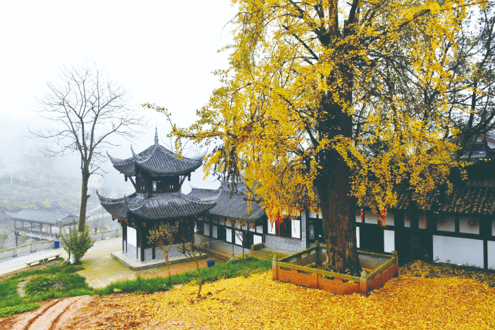 【牢记殷殷嘱托·谱写巴南新篇】天星寺镇:以产业发展筑牢乡村振兴