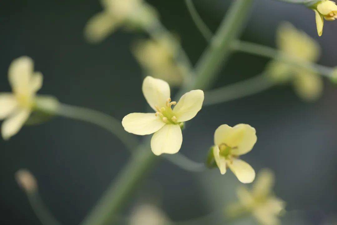 油菜花十字花科的基本特徵就是草本,總狀花序,花瓣4呈十字形排列,雄蕊