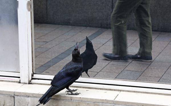日本奈良市区多只乌鸦死亡 其中一具尸体检测出禽流感