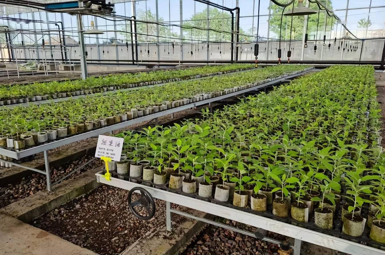 山西省中条山国有林管理局扎实推进种苗培育工作_苗圃_发展_苗木