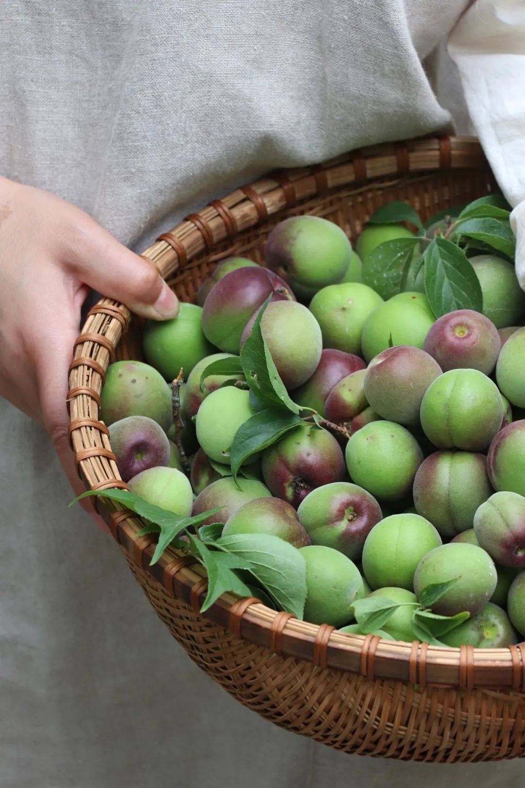 属于偏酸性土壤,这为南方果梅主产区的果梅生长创造了有利的土壤环境
