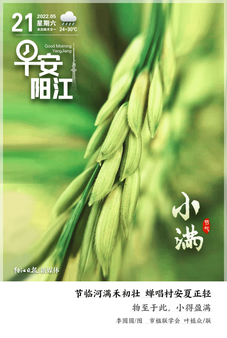 早安阳江今日小满节临河满禾初壮蝉唱村安夏正轻