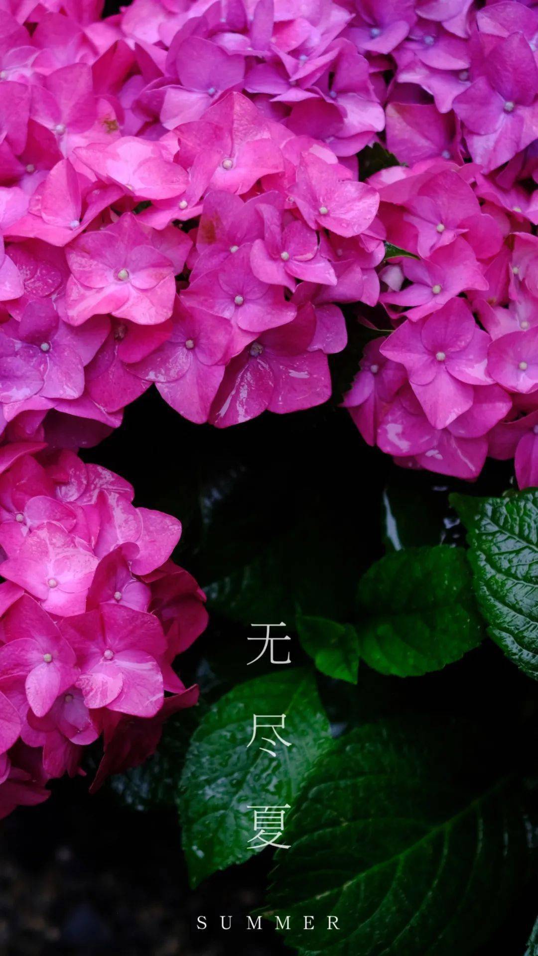 限定壁纸 无尽夏一开 夏天就来了 紫阳花 夏日 娑罗