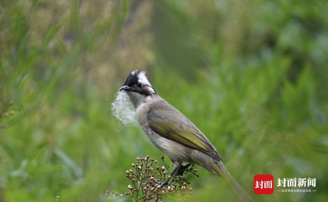白头鹎灰胸竹鸡巨窗萤红嘴蓝鹊枯叶蛱蝶翠鸟赤腹松鼠彩鹬黑水鸡叉尾