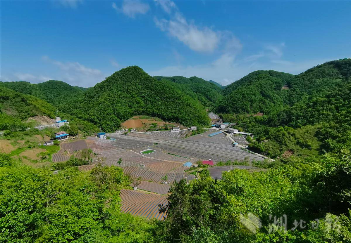 长阳30万亩高山蔬菜订单生产忙_榔坪镇_覆膜_海拔