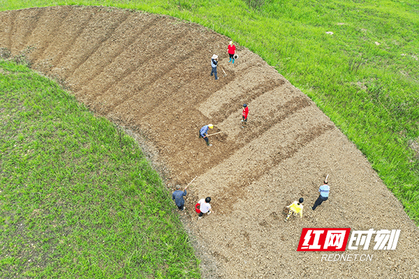 新田：特色种植助力乡村振兴（组图）