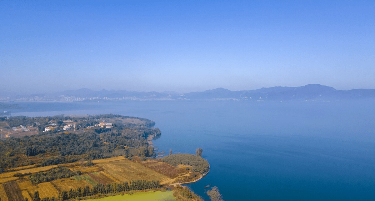 于桥水库金翅鲤鱼在北方是名贵鱼在南方为啥不受欢迎