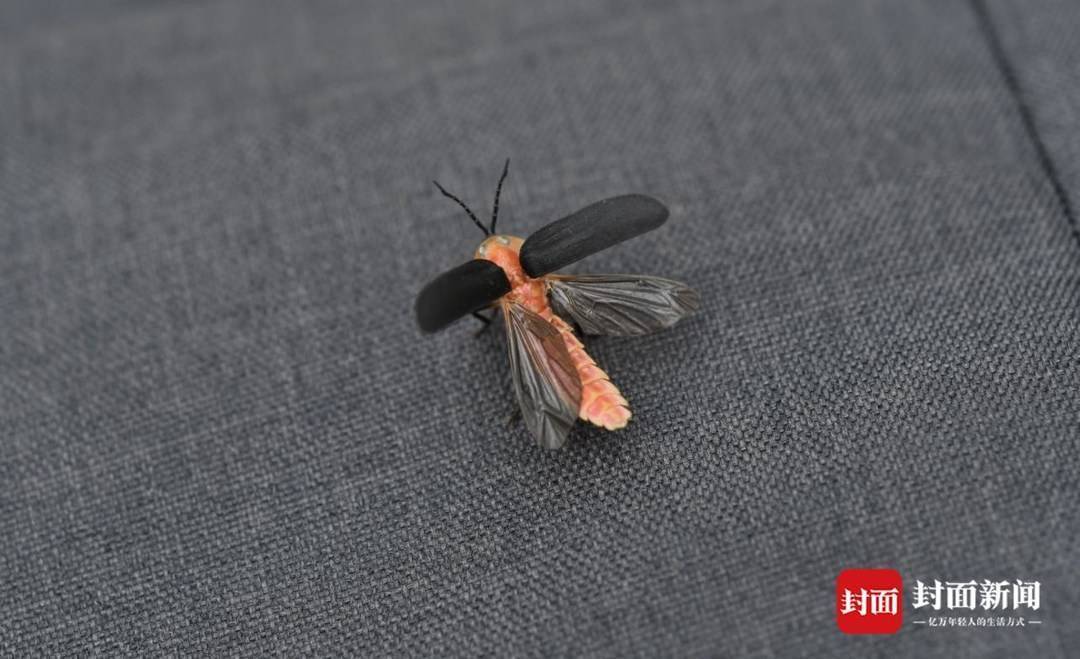 巨窗萤红嘴蓝鹊枯叶蛱蝶翠鸟赤腹松鼠彩鹬黑水鸡叉尾太阳鸟戴胜长足