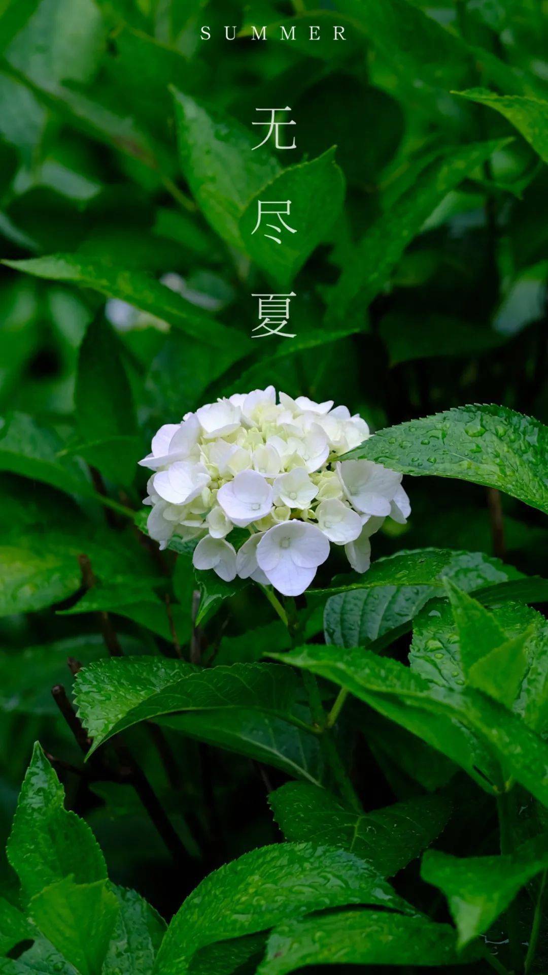 限定壁纸 无尽夏一开 夏天就来了 紫阳花 夏日 娑罗