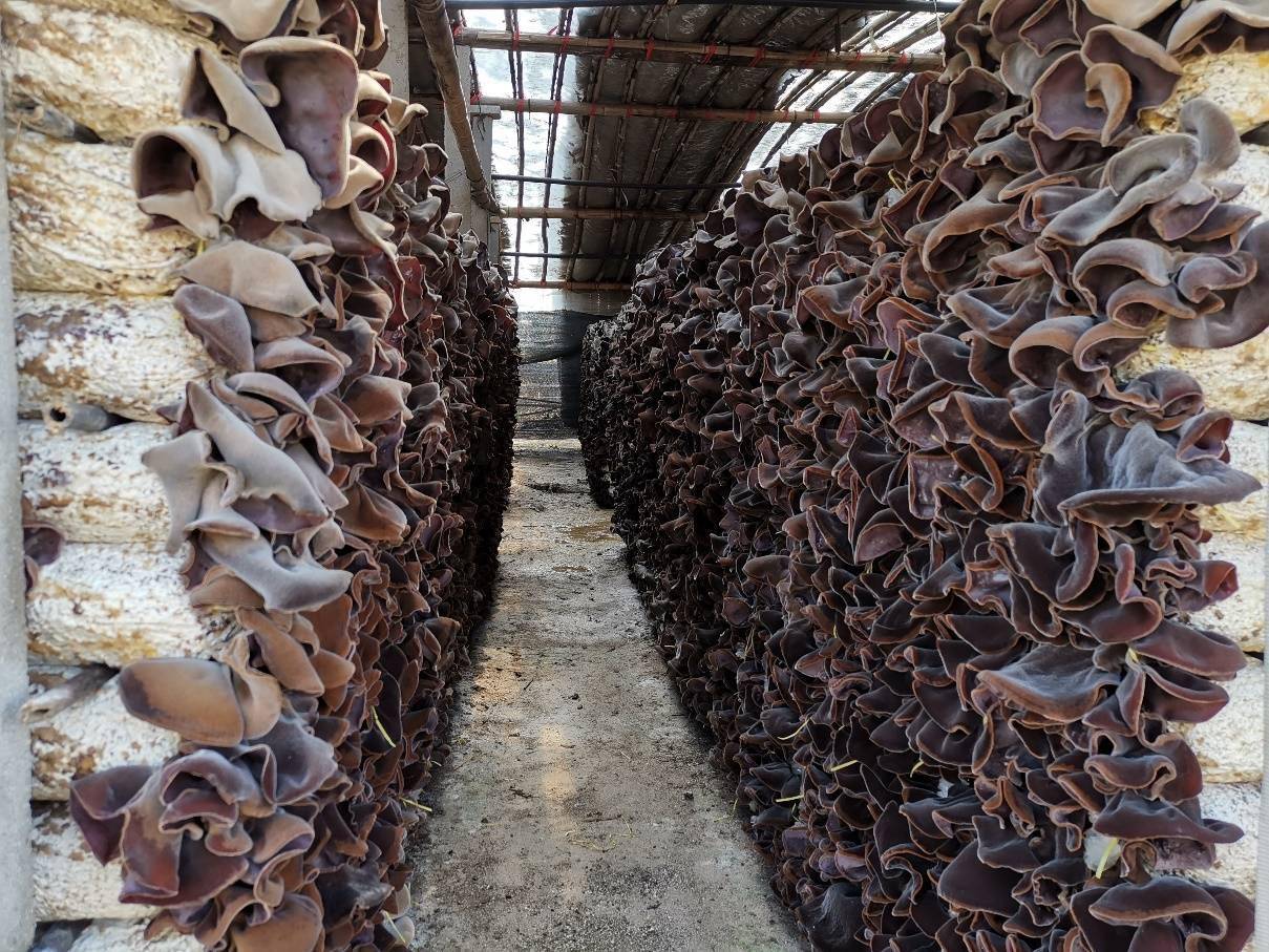 儒学中心派驻第一书记助力驻村木耳产业再上新台阶_孔祥军_种植_魏村