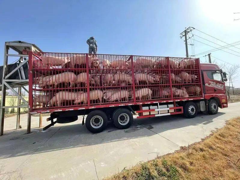 嘉定最大养猪场4月以来出栏3300多头猪全力保供端稳肉盘子