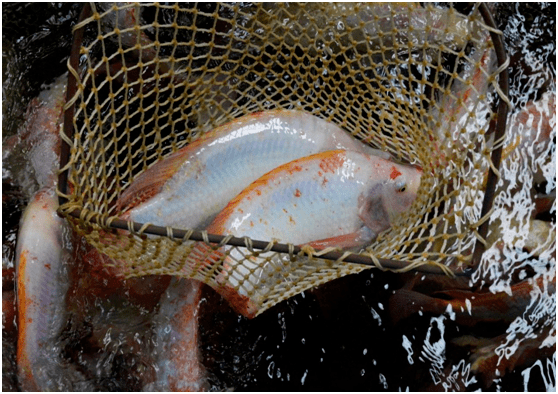 花东有家农业养殖基地淡水鱼转化咸水鱼养殖这是啥技术