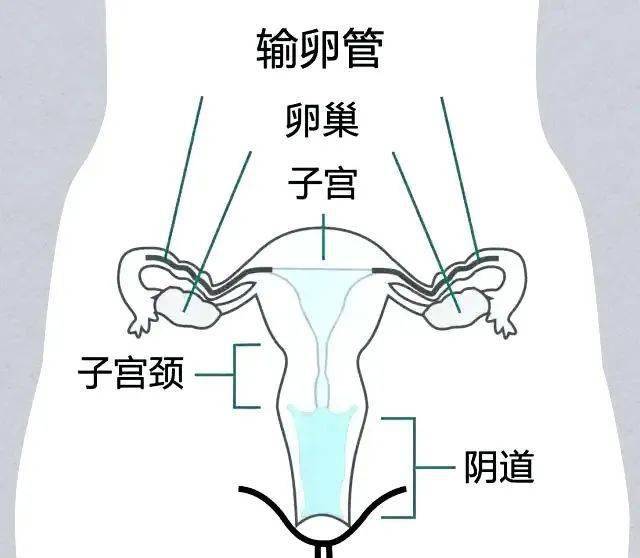 女子宫 分布图图片