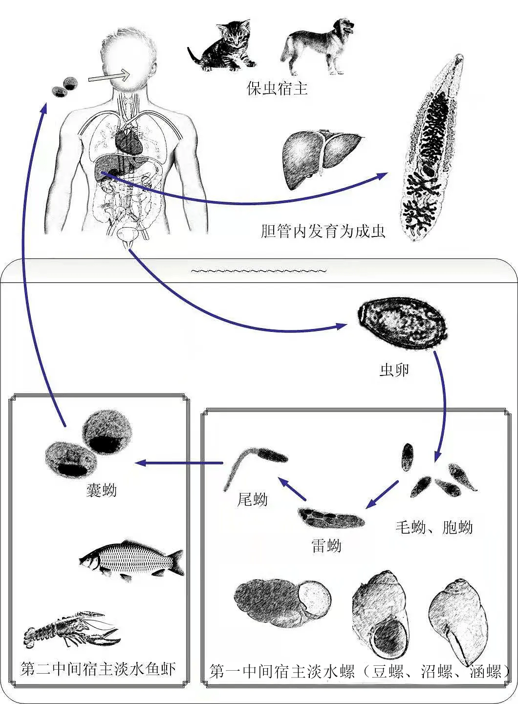 吃了一頓刺身讓我深刻認識了寄生蟲