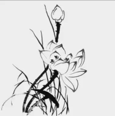 水草_莲蓬_叶子