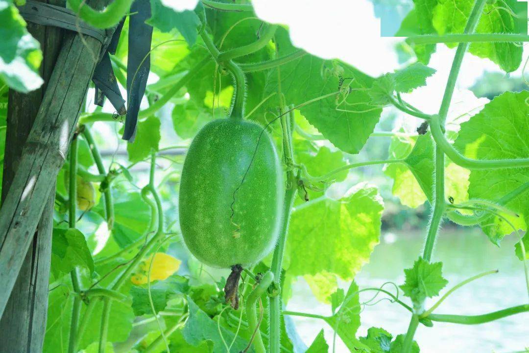 这是因为水影冬瓜的生长非常"有趣",瓜身长到4个拳头大小(约1-1.