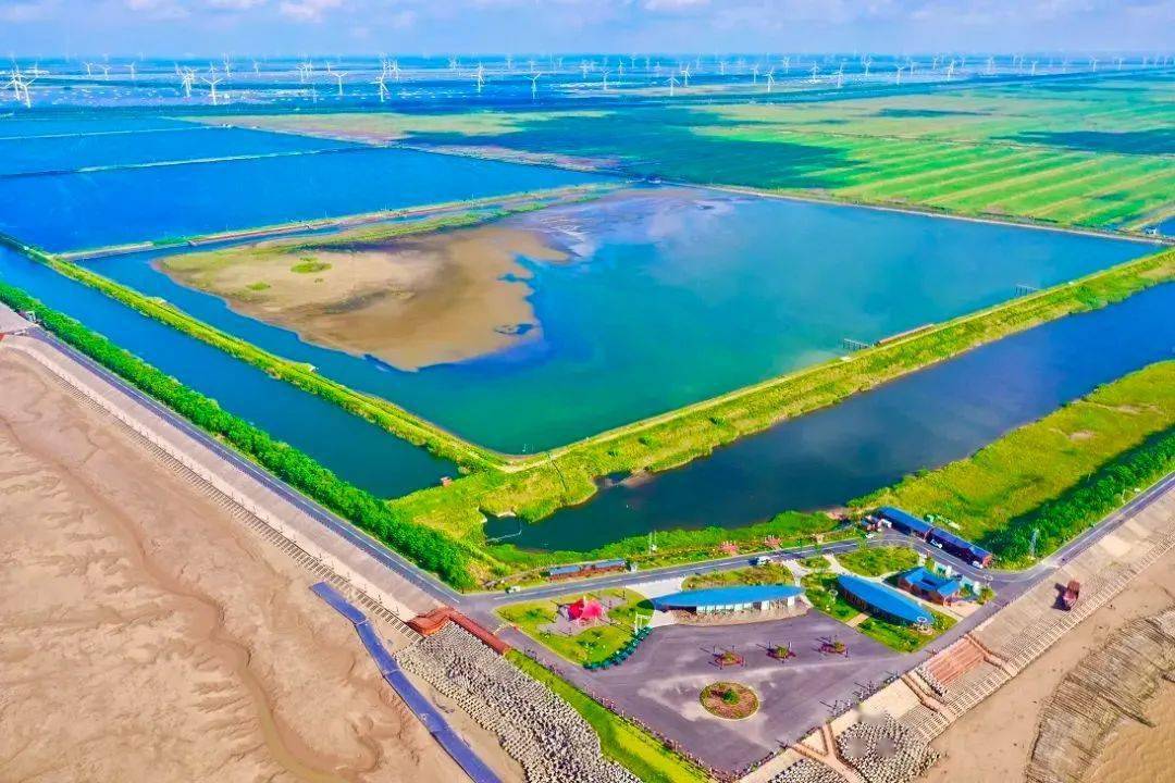 区县动态国际生物多样性日东台红领巾打卡中国最美海湾条子泥