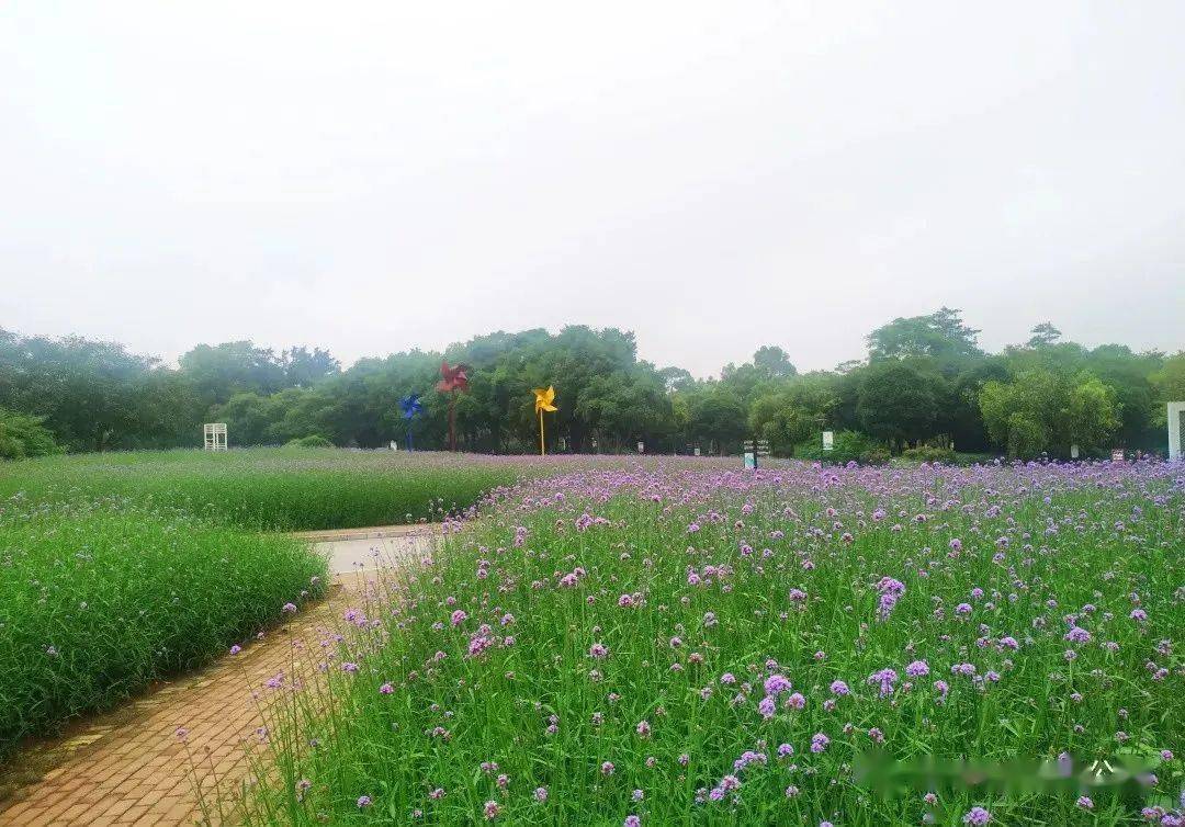 雀儿山公园马鞭草花海 许你一片紫色浪漫 柳叶 柳州 梦幻