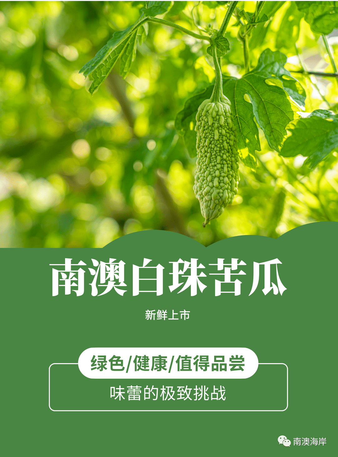 南澳岛白珠苦瓜南澳白珠苦瓜summer南澳白珠苦瓜南澳人五月吃什么瓜
