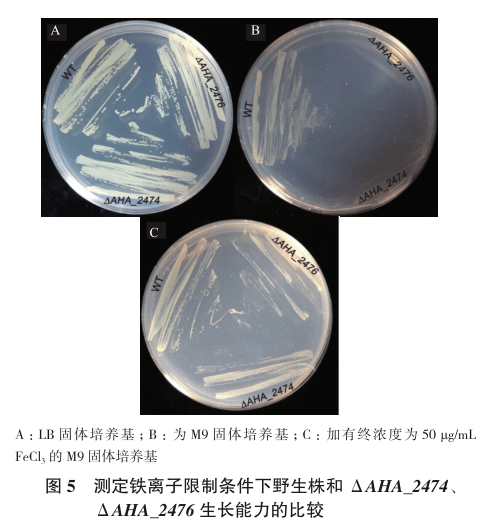 而 aha2474 和 aha2476 是嗜水气单胞菌atcc7966中两个编码非核糖体肽