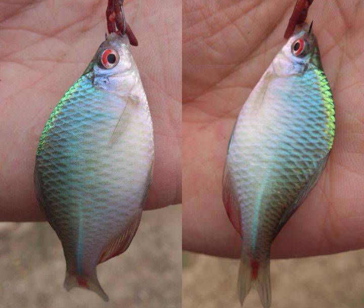 一种极漂亮的小鱼时隔60年再现山东小清河,五彩斑斓成观赏鱼新宠_鳑鲏