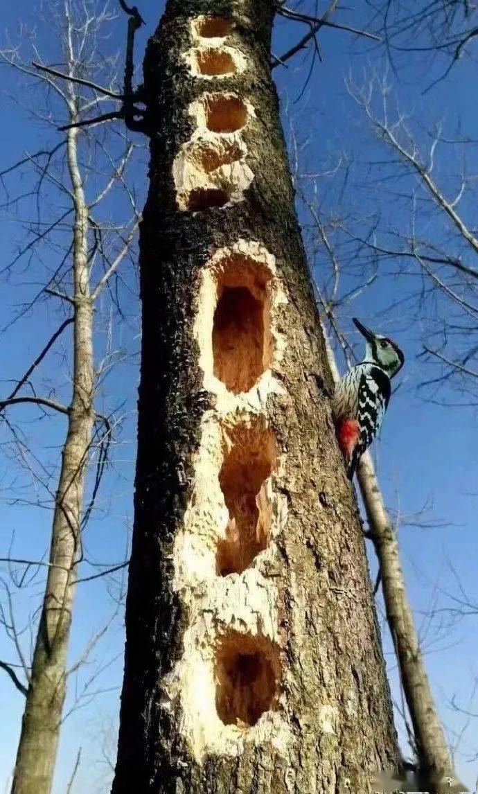 这是啄木鸟工作的成果:这是啄木鸟在工作:啄木鸟不一定是益鸟,它也会