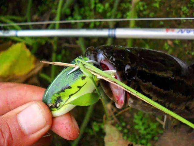台钓看不上路亚人可能嗤之以鼻这种钓黑鱼的方法你学会了吗
