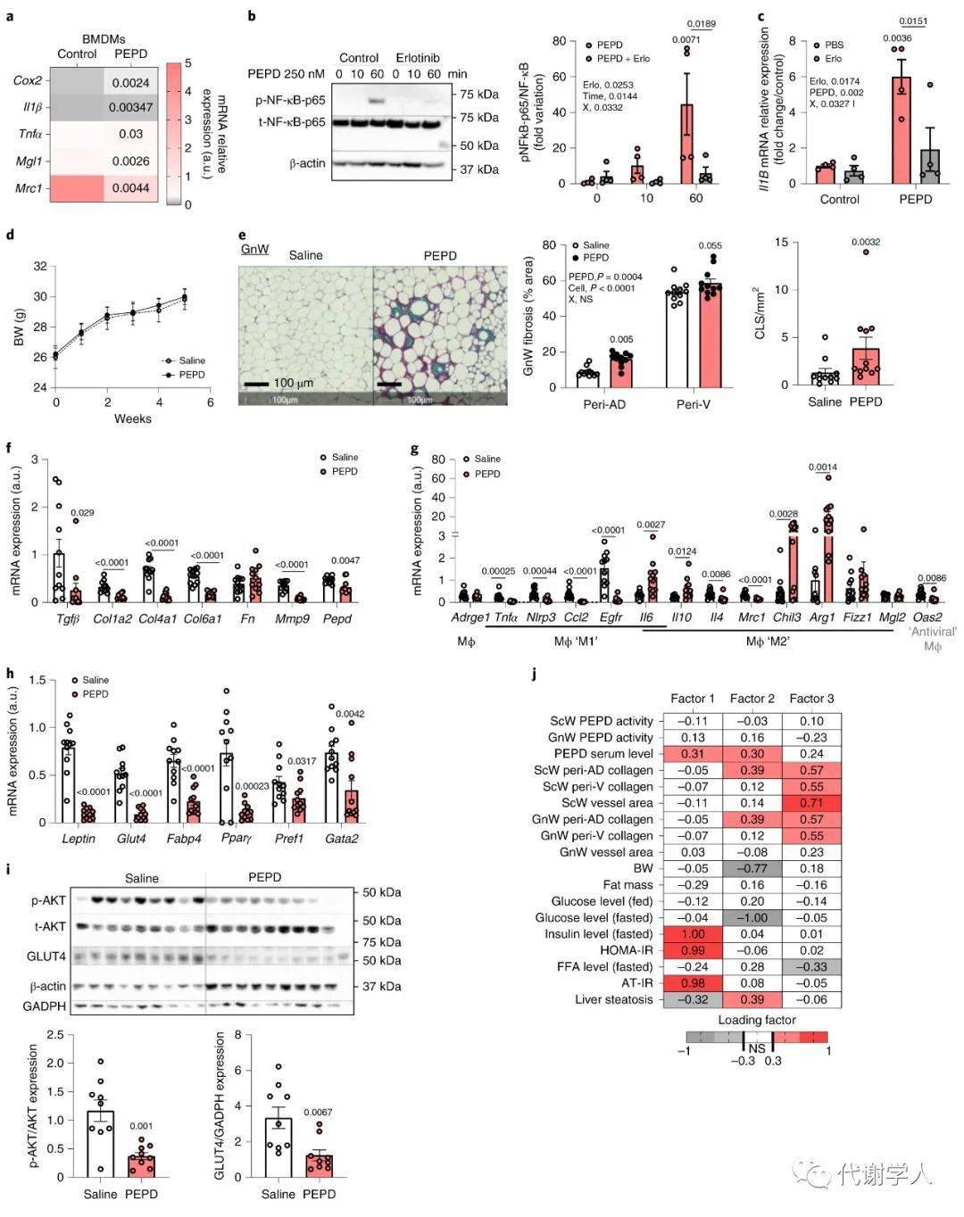 Pepd Nature Metabolism:巨噬细胞“失火”,脂肪细胞遭殃_代谢_研究_胰岛素